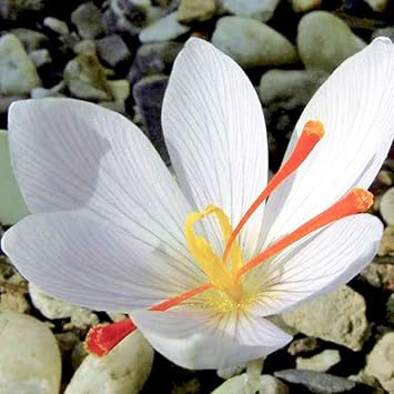White Crocus Flower Seeds for Planting - 100 pcs seeds for planting in home garden