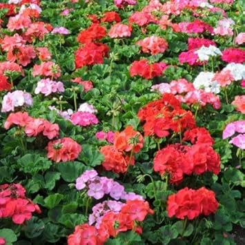 Multi-Color Geranium Flower seeds for Planting - Heirloom & Non-GMO Seeds for Home Garden