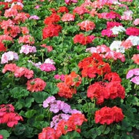 Multi-Color Geranium Flower seeds for Planting - Heirloom & Non-GMO Seeds for Home Garden