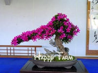 Pink (Pink scientific name) for planting in garden