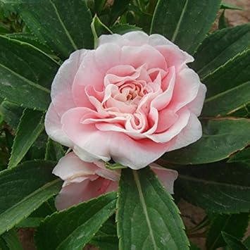 Pink Balsam Camellia Seeds for Planting ƒ?? Organic, Heirloom, Non-GMO Flower Seeds