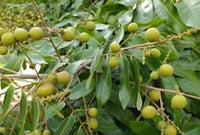 Lush Longan Fruit Seeds - Perfect for Adding Greenery and Sweetness to Your Garden 100 Pcs pcs