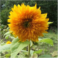 Helianthus Salicifolius Flower Seeds for Planting - 100 pcs