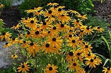 Yellow Rudbeckia Flower Seeds for Planting 100 pcs