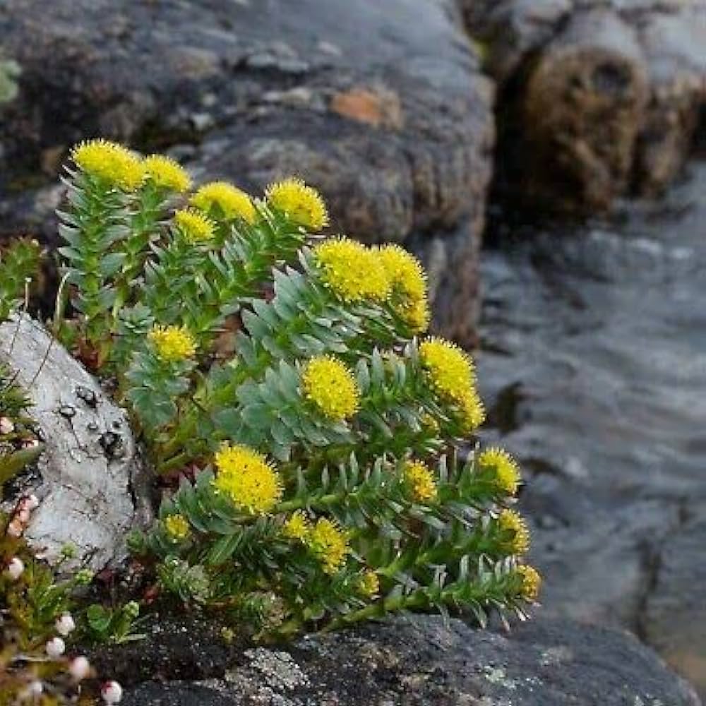 Rhodiola Rosea Flower Seeds for Planting – Non-GMO, Heirloom Medicinal Herb Seeds