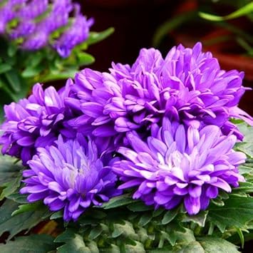 Organic Purple Chrysanthemum Flower Seeds for Planting – Heirloom, Non-GMO