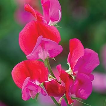 Lathyrus Odoratus Flower Seeds for Planting, 100 pcs
