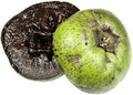 Digyna sapote fruit seeds