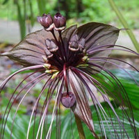 Heirloom Non-GMO Black Butterfly Orchid Flower Seeds for Planting ƒ?? Rare Exotic Blooms