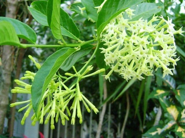 Organic Heirloom Non-GMO Raat Ki Rani Seeds for Planting – Night Blooming Jasmine