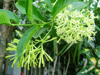 Organic Heirloom Non-GMO Raat Ki Rani Seeds for Planting – Night Blooming Jasmine