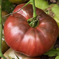 Giant Dark Brown Tomato Vegetable Seeds for Planting – Heirloom, Non-GMO, Rich Flavor