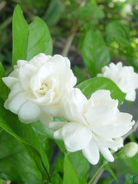 Heirloom Non-GMO Mogra Flower Seeds for Planting – Fragrant Jasmine Garden Blooms