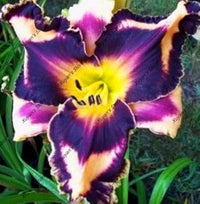 Heirloom Non-GMO Blue Hemerocallis Flower Seeds for Long-Blooming Perennial Garden Planting