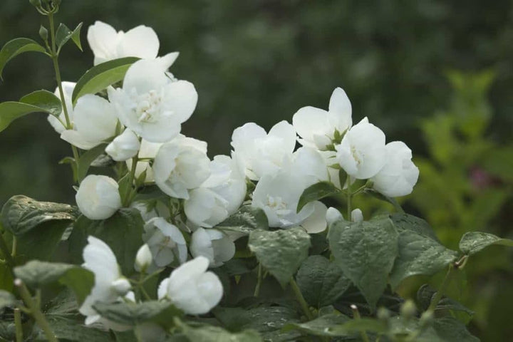 Organic Heirloom Non-GMO White Flowerpot Plant Seeds for Planting – Garden Blooms