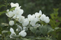 Organic Heirloom Non-GMO White Flowerpot Plant Seeds for Planting – Garden Blooms