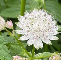 Seeds (Seeds scientific name) for planting in garden