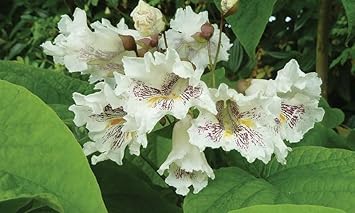 Catalpa Flower Seeds for Planting, NON GMO Seeds