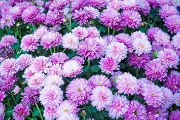 Violet White Chrysanthemum Flower Seeds for Planting - NON GMO Seeds for planting in your garden.