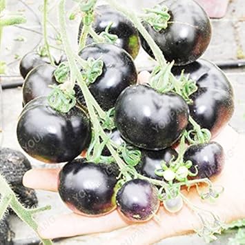 Black Tomato Seeds for Planting - 100 Pcs pcs
