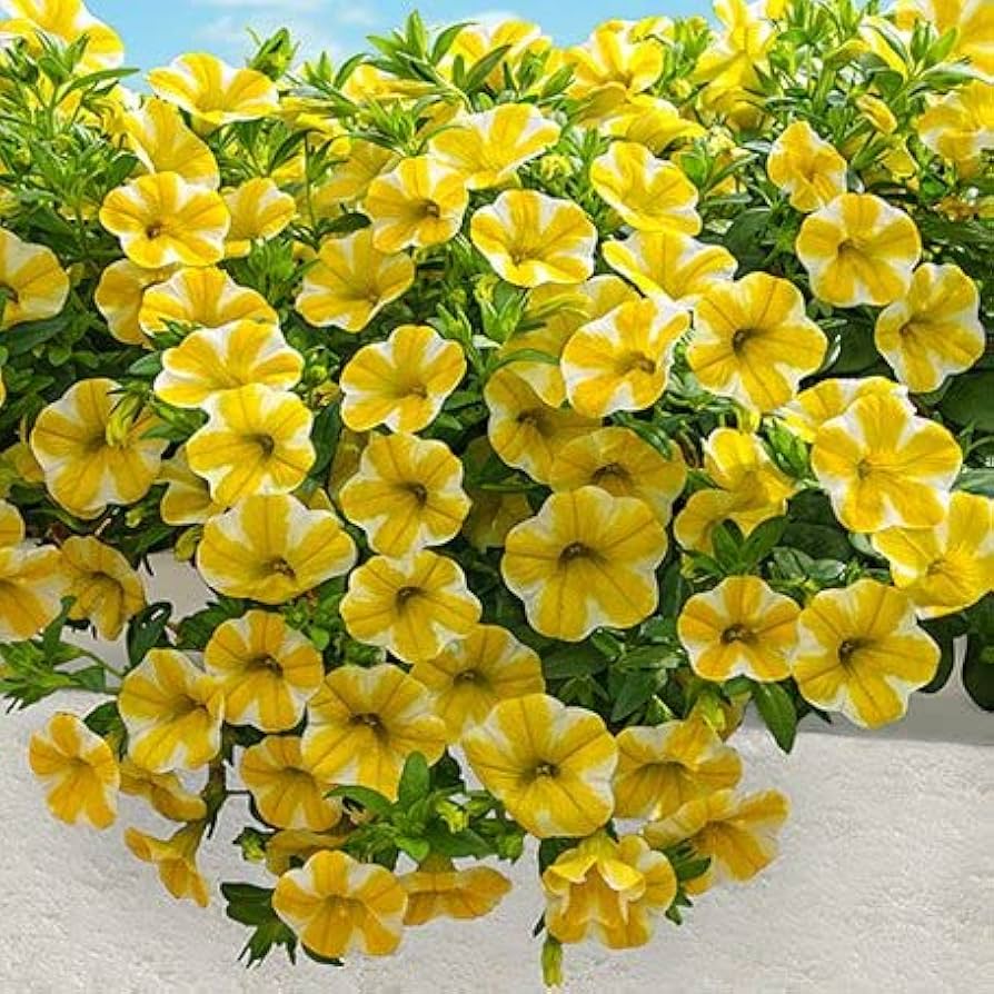 Calibrachoa Flower Seeds Heirloom Non GMO Planting - 100 pcs
