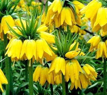 Yellow Imperial Crown Flower Seeds for Planting ƒ?? 100 pcs for planting in your garden.