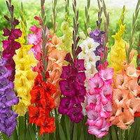 Heirloom Non-GMO Gladiolus Flower Seeds for Planting – White and Pink Blooms for Elegant Cutting Gardens