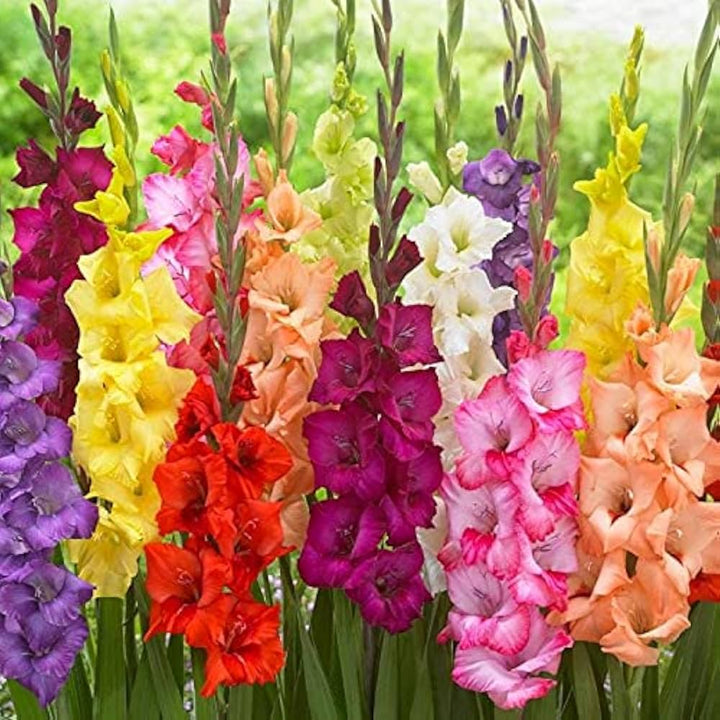 Heirloom Non-GMO Gladiolus Flower Seeds for Planting ƒ?? White and Pink Blooms for Elegant Cutting Gardens