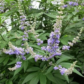 Vitex Agnus Plant Seeds for Planting â€“ NON GMO Seeds for planting in home garden