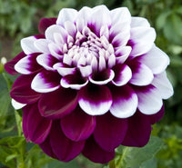 Pink Multi-Color Dahlia Flower Seeds