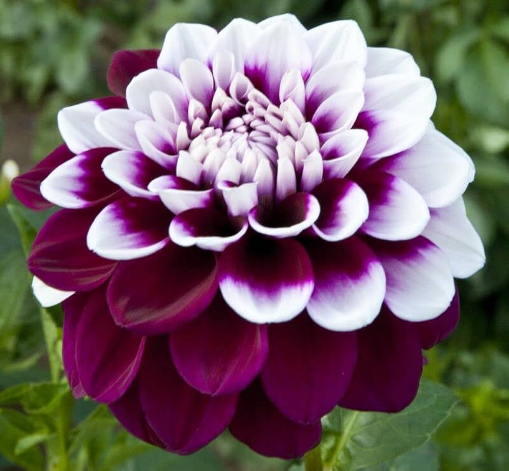 Pink Multi-Color Dahlia Flower Seeds