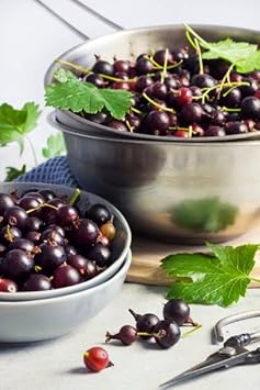Jostaberry Fruit Seeds for Planting - Cultivating Hardy & Juicy Berries, GMO Free, Heirloom Seeds