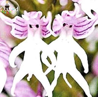 White Man Orchid Seeds for Planting | Organic, Heirloom, Non-GMO Flower Seeds for planting in your garden.