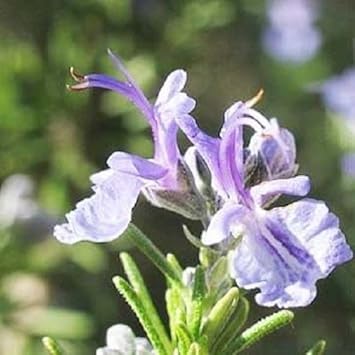 Purple Rosmarinus Flower Seeds for Planting - 100 pcs