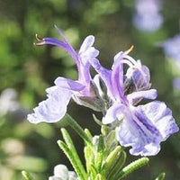 Purple Rosmarinus Flower Seeds for Planting - 100 pcs