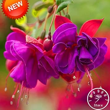 Double Petals Fuchsia Flower Seeds for Planting - NON GMO Seeds