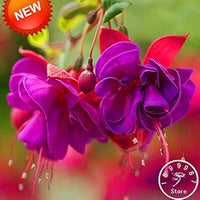 Double Petals Fuchsia Flower Seeds for Planting - NON GMO Seeds