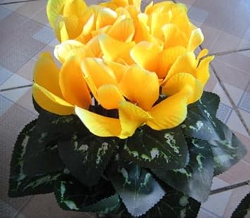 Light Yellow Cyclamen Flower Seeds - 100 pcs