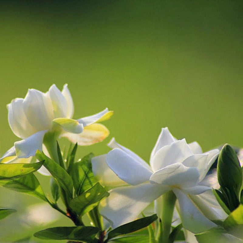 Green White Gardenia Flower Seeds for Planting | Heirloom, Non-GMO, Organic Seeds - White for planting in home garden