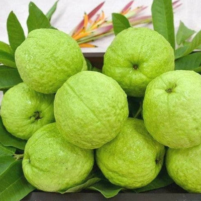 100 Pcs