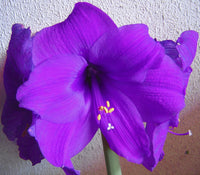 Purple Echte Amaryllis Flower Seeds for Planting - 100 pcs