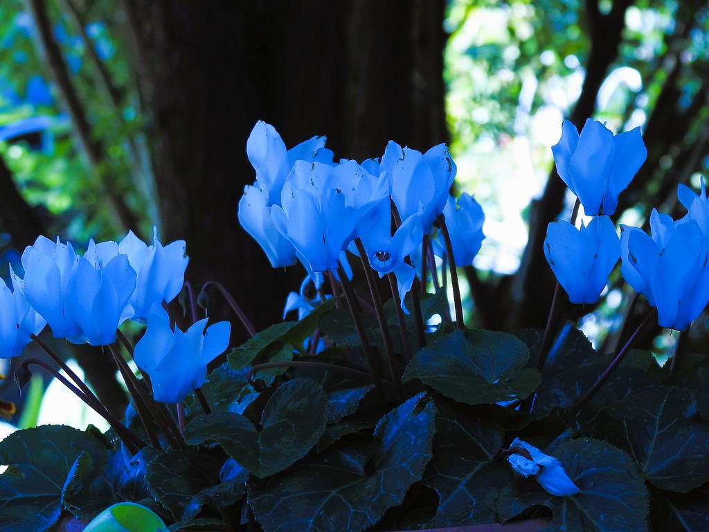 Blue Cyclamen Flower Seeds for Planting - NON GMO Seeds