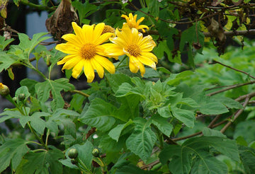Tithonia Diversifolia Sunflower Seeds – Heirloom, Non-GMO Flower Seeds for Planting - Diversifolia for planting in home garden