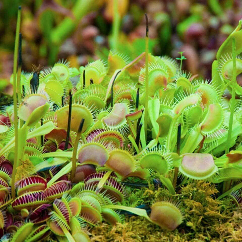 Green Venus Fly Trap Seeds ƒ?? Heirloom, Non-GMO Carnivorous Plant Seeds for Planting