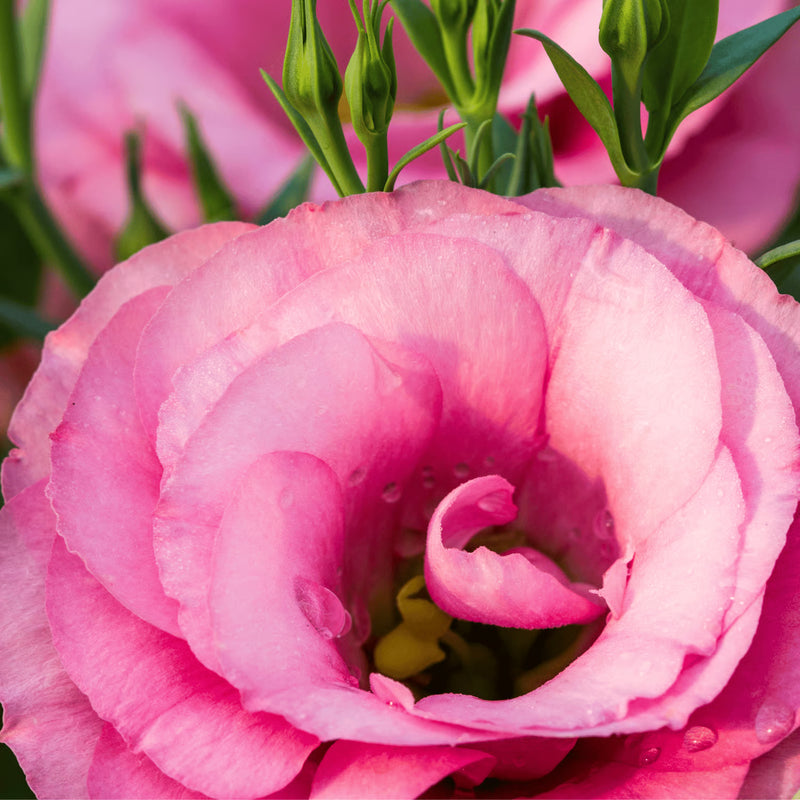 Pink Picotte Eustoma (Lisianthus) Flower Seeds for Planting - Heirloom, NON-GMO Seeds