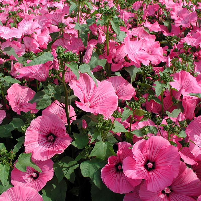 Organic Heirloom Non-GMO Lavatera Seeds for Planting – Fresh Vibrant Garden Blooms