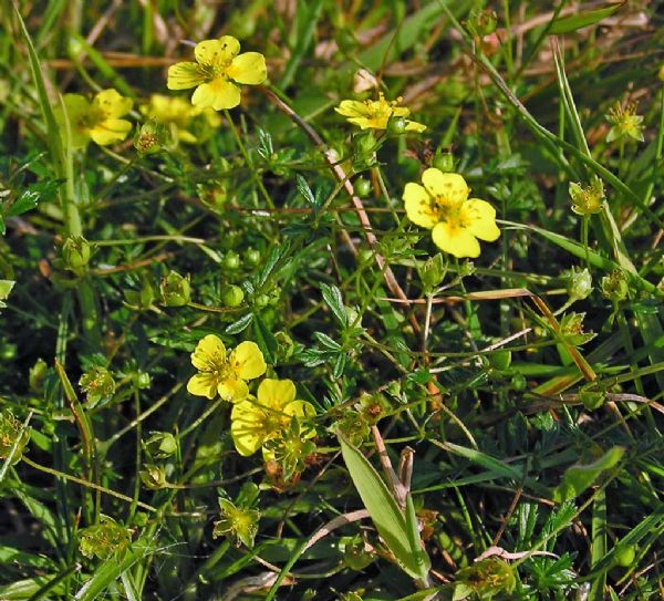 Tormentil Flower Seeds for Planting - 100 pcs