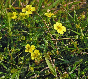 Tormentil Flower Seeds for Planting - 100 pcs