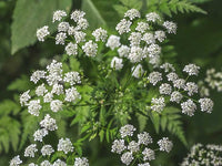 Delicate white Hemlock blooms with green foliage in an outdoor setting.
