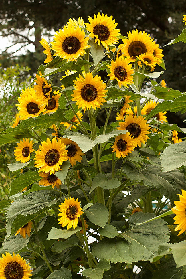 Sunflower Seeds Heirloom Non GMO Planting - 100 pcs